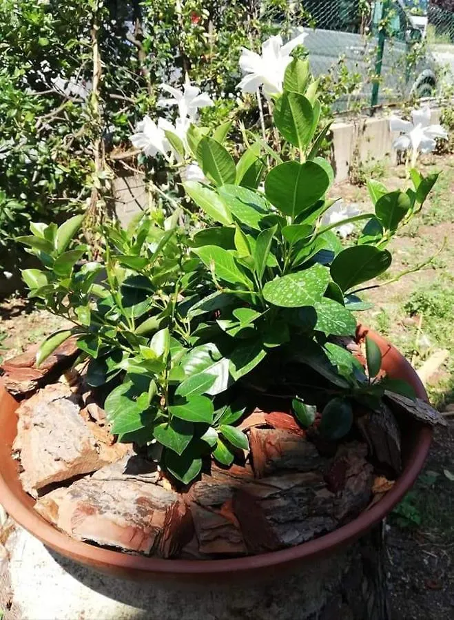 Πανσιόν Ca Du Angiulin Ξενοδοχείο Casarza Ligure Ιταλία